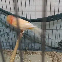 قناری رد فاکتور|پرنده|خمینی‌شهر, |دیوار