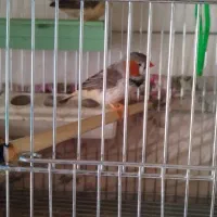 جفت فنچ کینگ