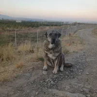 سگ پژدر|سگ|نقده, |دیوار