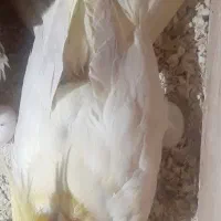 دوعدد طوطی|پرنده|رشت, آزادگان|دیوار