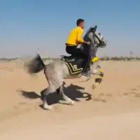 واگزاری اسب