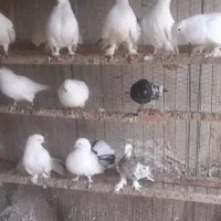 فروش کلی تعدادی کبوتر|پرنده|قائمشهر, |دیوار