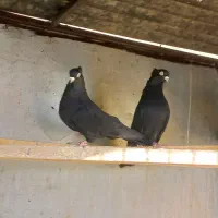 زاغ فروشی|پرنده|خمینی‌شهر, |دیوار