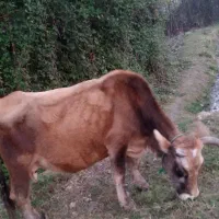 گاو‌فروشیه