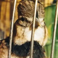 سهره . قناری . همه سایزی