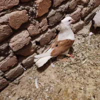 نر شو زرد خال سیا|پرنده|بروجرد, |دیوار