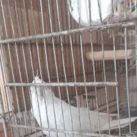 عروس هلندی البینو دوکت مولد|پرنده|بندرعباس, |دیوار