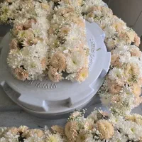 گل ماشین عروس|گل و گیاه طبیعی|اصفهان, پوریای ولی|دیوار