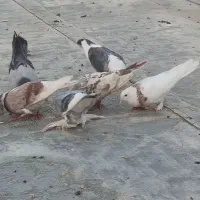 8 عدد کبوتر بالغ سالم درجه ۱