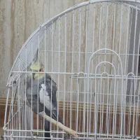 عروس هلندی|پرنده|بجنورد, |دیوار