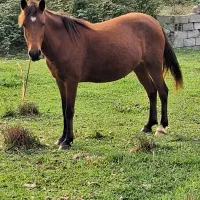 فروش مادیان ارام وخاموش