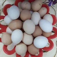 فروش تخم مرغ خوراکی و نطفه دار گلپایکانی محلی|خوردنی و آشامیدنی|ورامین, |دیوار