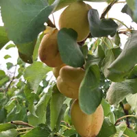 فروش باغچه ۷۰۰ متری|فروش زمین و ملک کلنگی|تهران, باغ فیض|دیوار