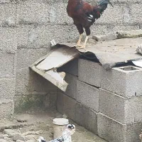 فروش|حیوانات مزرعه|احمدسرگوراب, |دیوار