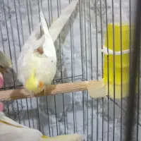 عروس هلندی نر|پرنده|پاکدشت, پاکدشت (مامازند)|دیوار