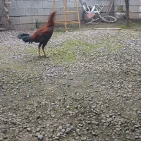 خروس لاری یک ساله