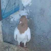 کبوتر پرستویی باغ وحشی طوقی|پرنده|مشگین شهر, |دیوار