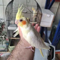 عروس هلندی مولد با جوجه ، جوجه سرلاکی