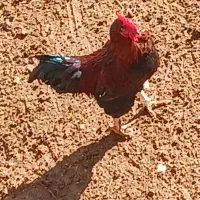 خروس محلی|حیوانات مزرعه|شیروان (خراسان), |دیوار