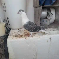 ۴تا ساده دوتا جوجه ودوتا نر وماده الانم تخم دارن