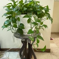 گلدان طبیعی