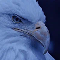 پارتنر جهت تقویت مکالمه زبان آلمانی . b1