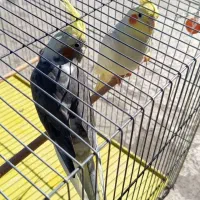 عروس هلندی|پرنده|شوط, |دیوار