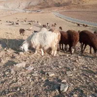 بزدرجه یک هم برای داشت هم کشتار