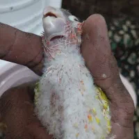 گرینچیک.کوتوله‌.عروس.کاسکو.راهب