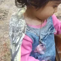 عروس هلندی|پرنده|گلستان (تهران), |دیوار