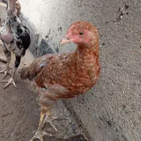 لاری.محلی