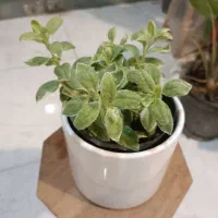 گل یخ برفی ارسال رایگان + هدیه|گل و گیاه طبیعی|مشهد, سناباد|دیوار