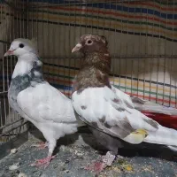 کبوتر سینه ای|پرنده|بروجن, |دیوار