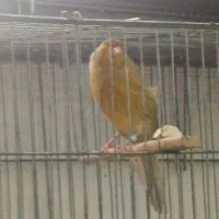 قناری نر مست مست