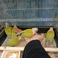 پرنده طوطی مینا قناری کاسکو|پرنده|گلبهار, شهر جدید گلبهار|دیوار