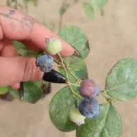 نهال بلوبری دوک