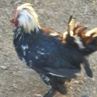 خروس زیبا