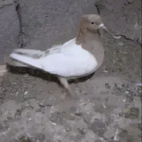 کبوتر|پرنده|شیروان (خراسان), |دیوار