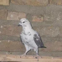 کبوتر|پرنده|محمدشهر, محمدشهر|دیوار