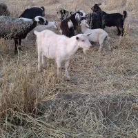 دوبر سانن نر