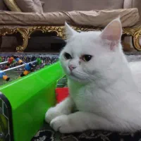 گربه نژاددارنر|گربه|گلبهار, شهر جدید گلبهار|دیوار