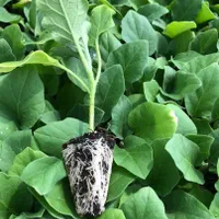 تولید و فروش نشا بادمجان کلش