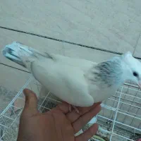 کبوتر دم کوهی نردر رامهرمز|پرنده|اهواز, ۲۴ متری|دیوار