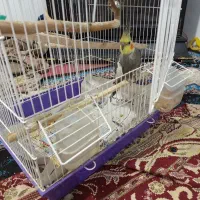 یک جفت عروس هلندی باقفس وکلبه به فروش می‌رسد