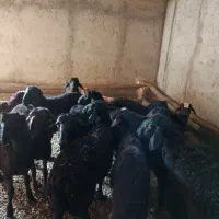 بره نر قره قزل اصل|حیوانات مزرعه|شاهین دژ, |دیوار