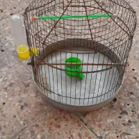 قفس طرقه