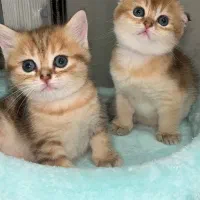 گربه اسکاتیش بریتیش فوق العاده اصیل