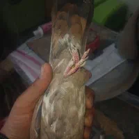 یه ماده کله ای