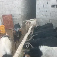 ۱۲راس‌پازن هم برای بذری خوبه هم برای پرواربندی