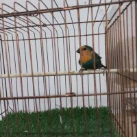 فنچ طوطیوار ماده آماده. گلدین|پرنده|پاکدشت, شهرک امام رضا|دیوار